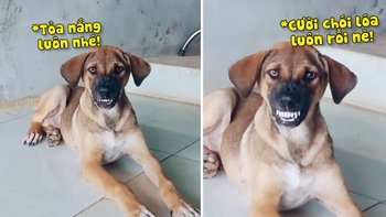 Chú chó có nụ cười 'tỏa nắng'
