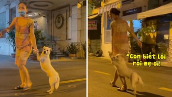 Chú chó trốn đi chơi bị chủ cầm roi bắt về
