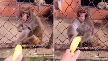 Chú khỉ nổi quạu khi cho ăn chuối kiểu đùa nhây