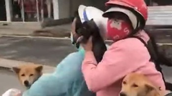 Cặp vợ chồng đèo cả đàn chó khi rời thành phố về quê