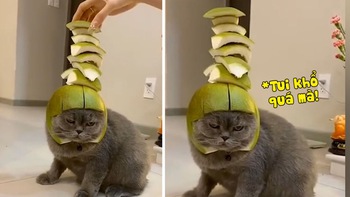 Chú mèo bất lực bị chủ đem ra thử nghiệm độ thăng bằng