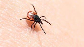 Nhật Bản phát hiện virus gây bệnh mới do bọ ve gây ra