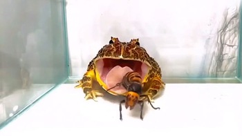 Chú ếch sưng miệng vì táp chị ong nâu