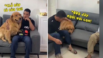 Chú chó không cho người lạ ngồi với sen