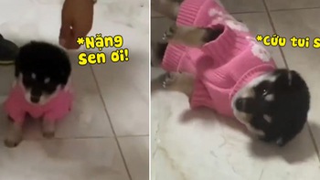 Chó con liên tục ngã lăn ra đất khi được mặc áo mới