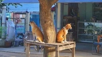 Ảnh vui 24/10: Cặp chó hờn dỗi không nhìn mặt nhau