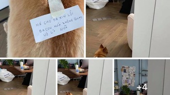 Chồng dùng cún cưng đưa thư để xin lỗi vợ bầu