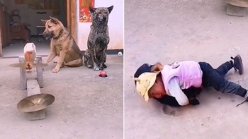 Chú chó đánh chiêng cổ vũ cho cậu chủ vật nhau với cún cưng