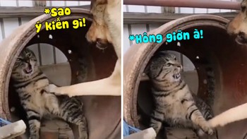 Chú mèo bất lực khi bị 'cậu vàng' bắt nạt