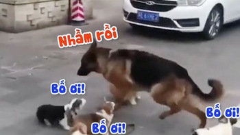 Chú chó becgie khổ sở vì bị đàn cún con hiểu nhầm là bố