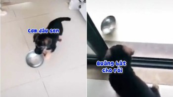 Chú chó quăng bát vì gần trưa không thấy cơm đâu