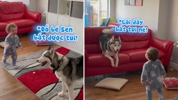 Husky đuổi bắt cùng em bé siêu dễ thương