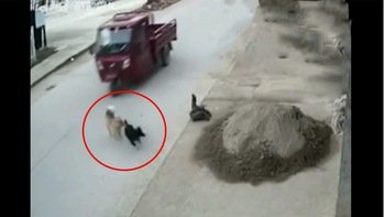 Chú chó nhanh chân cứu đồng loại thoát chết trước đầu xe ba gác