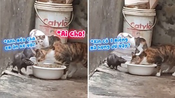Chuột mặt dày chạy đến mèo để xin ăn
