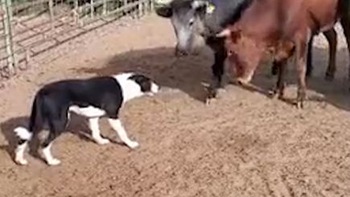 Chú chó chăn cừu đối đầu với đàn bò