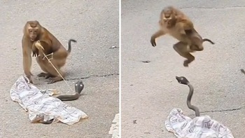 Chú khỉ ham ăn hú hồn khi bị troll