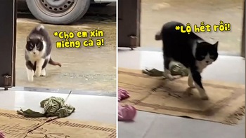 Chú mèo giả vờ què chân đi xin cá