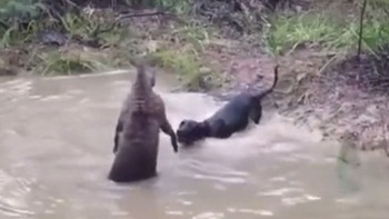 Chú chó hổ báo bị kangaroo dìm đầu cho uống nước ao