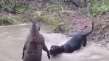 Video hài nhất tuần qua: Kangaroo dìm đầu chó hổ báo uống nước ao