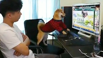 Chú chó nổi đóa vì đang chơi game bị chủ tắt màn hình