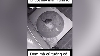 Con chuột tìm cách nâng lồng bàn để trộm đồ ăn