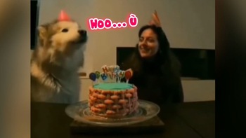 Chú chó bắt nhịp hát mừng sinh nhật siêu dễ thương