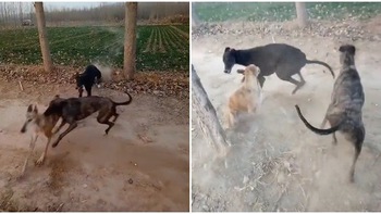 3 chú chó rượt nhau tông vào gốc cây