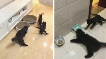 3 chú mèo chạy như xe đua công thức 1 khi đến giờ ăn