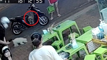 Chú chó hổ báo leo lên xe máy ngồi giả nai sau khi đánh nhau