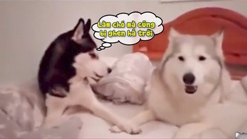 Husky bị bạn đời trách vì 'like hình Facebook cô hàng xóm'