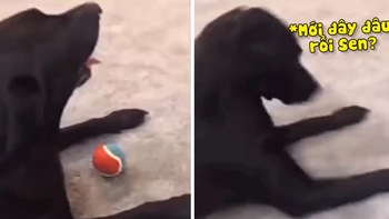 Chú chó ngơ ngác khi bị sen lấy mất đồ chơi