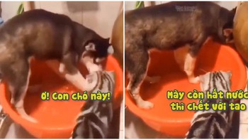 Husky bị mèo cho ăn tát vì nghịch nước
