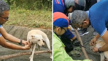 Người đi đường giải cứu chú chó bị mắc kẹt ở khúc cây