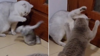 Mèo mẹ ra tay 'dạy dỗ' kẻ đánh con mình