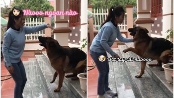 Chú chó nhảy mừng như đứa trẻ sau lâu ngày gặp lại cô chủ