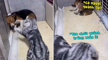 Chú chó nằm ăn vạ khi bị mèo bắt nạt