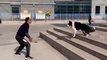 Chú chó chăn cừu chơi bóng chuyền điêu luyện