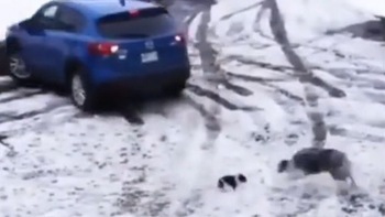 Chó mẹ lao ra cứu con thoát khỏi bị ôtô tông