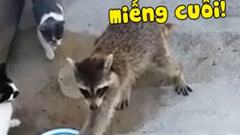 Gấu mèo rửa tay rồi cướp đồ ăn của 'hoàng thượng'