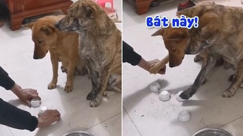 2 chú chó đồng lòng chơi thắng cậu chủ để được ăn cơm