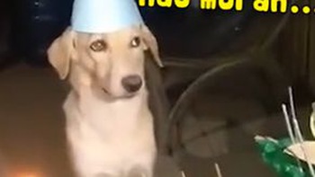 Chú chó bối rối khi được cả nhà hát mừng sinh nhật