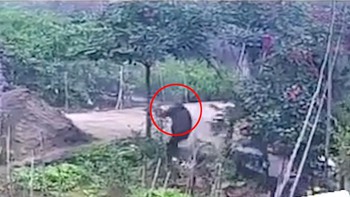 Chàng trai đi xe máy đu gãy cành cây khi bị chó rượt