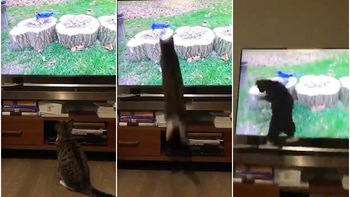 Mèo đập mặt vào màn hình vì bắt chim trong tivi