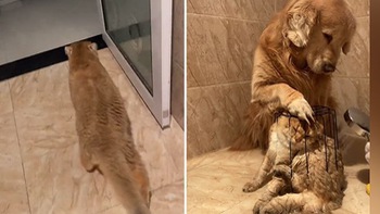 Golden giúp chủ 1 tay để bắt chú mèo đi tắm