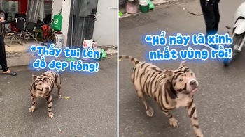 Chú chó được chủ hóa trang thành hổ để đón Tết