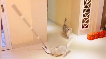 Chú mèo bị đồng bọn cho ăn cán chổi lau nhà