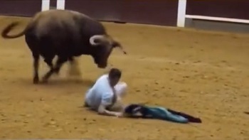 Video hài nhất tuần qua: Chàng trai ngã ngửa vì bò tót ngáng chân