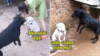 Chú chó tăng động chỗ nào cũng sủa