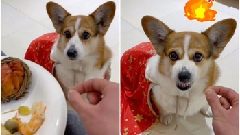 Chó Corgi nổi điên khi bị chủ lừa cho ăn không khí