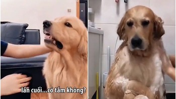 Chú chó bị cô chủ cho ăn tát mới chịu đi tắm